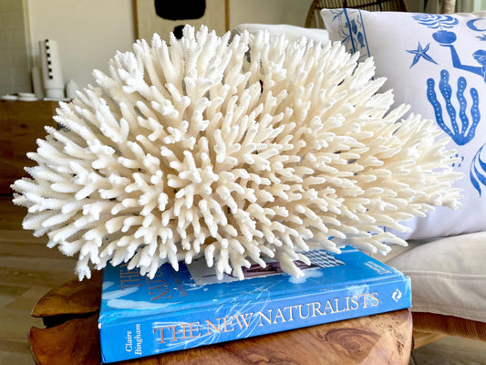Natural TABLE CORAL 15" x 8.75" x 6" White Fossil Specimen Coastal Beach House Décor