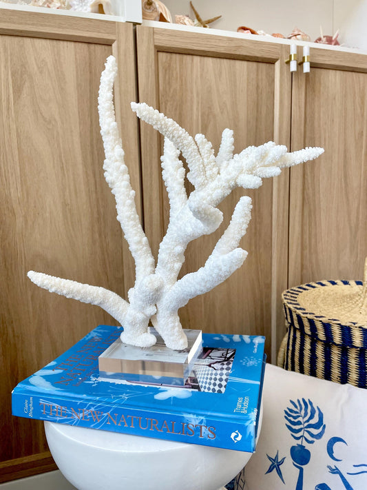 Mounted BRANCH CORAL 14.5" x 12" x 8.5" Fossil Specimen Coastal Display Beach House Décor