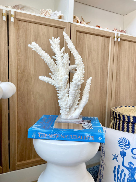 Mounted BRANCH CORAL 13.75" x 8.5" x 9" Fossil Specimen Coastal Display Beach House Décor