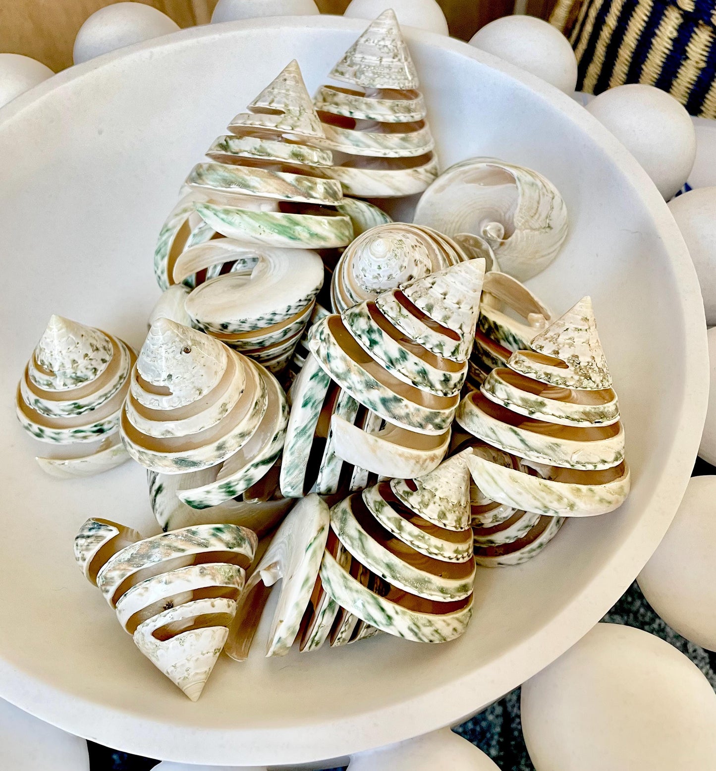 Green Spiral Cut Trochus Seashell: You Choose Size, Natural Shells Décor