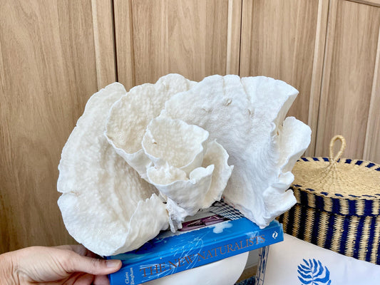 Natural Spiral Cup Coral Fossil: 13.25" x 11" x 8.75" Coastal Beach House White Décor