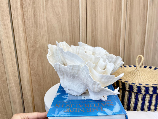 Natural Poca Coral Fossil: 12.25" x 7" x 10.75" Coastal Beach House White Décor