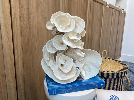 Natural Spiral Cup Coral Fossil: Coastal Beach House White Decor (14" x 11" x 8")