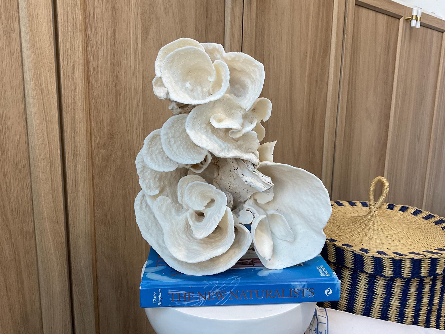Natural Spiral Cup Coral Fossil: Coastal Beach House White Decor (14" x 11" x 8")