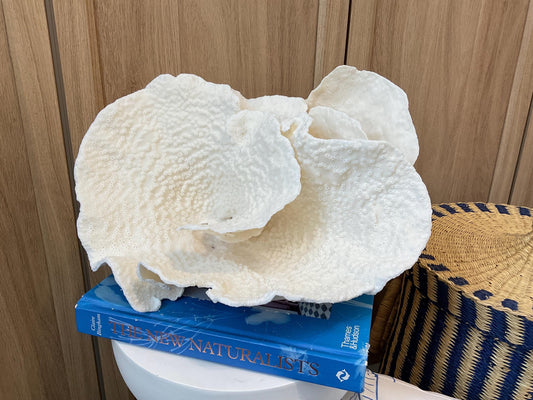 Natural Spiral Cup Coral Fossil: Coastal Beach House White Decor (13.5" x 10.5" x 6.5")