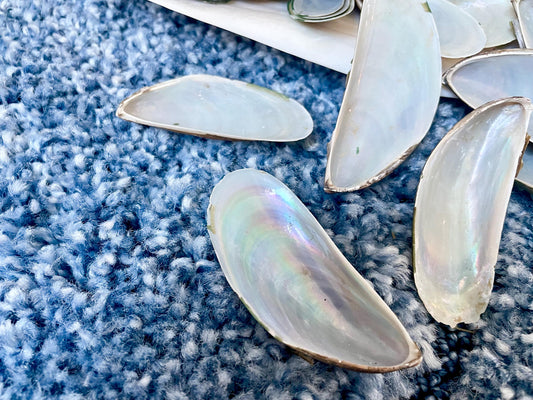 Light Blue Mussel Shells: 1.5-2.5" *200 Pieces* Craft Seashells