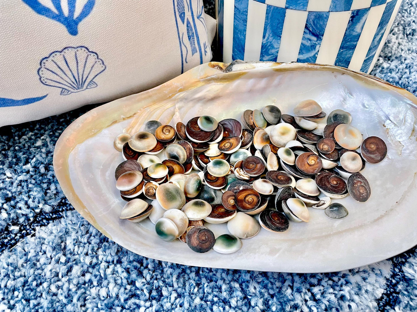 GREEN CAT EYE Operculum Shells .5-1" *You Choose Quantity* Small Craft Seashells
