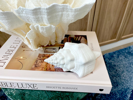 Sacred Chank Shells *All Sizes* Crisp White Display Seashell Coastal Décor