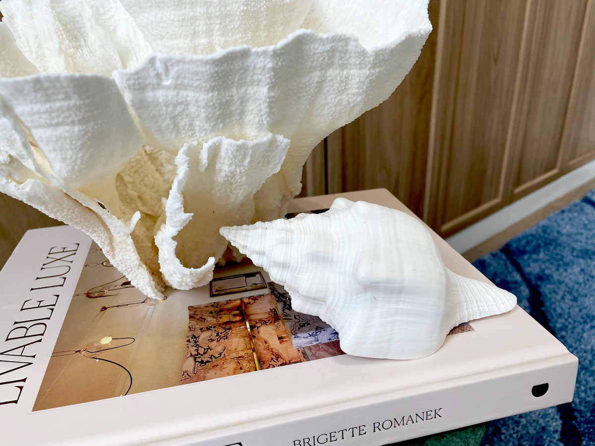 Sacred Chank Shells *All Sizes* Crisp White Display Seashell Coastal Décor