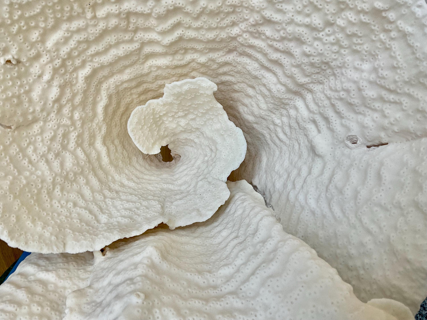 Natural Spiral Cup Coral Fossil: 13" x 11" x 11" Coastal Beach House White Décor