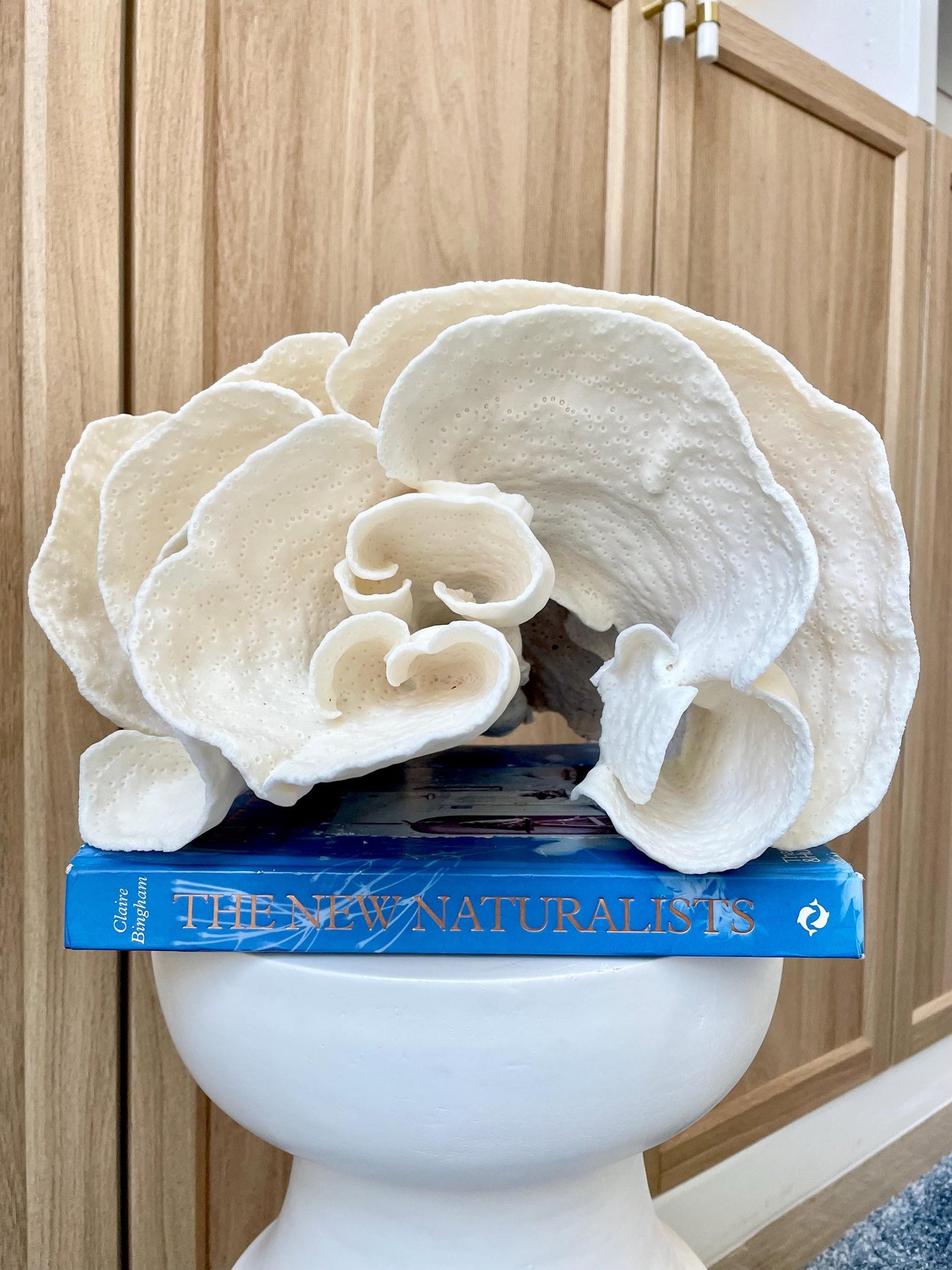 Natural Spiral Cup Coral Fossil: 11.5" x 11" x 8" Coastal Beach House White Décor