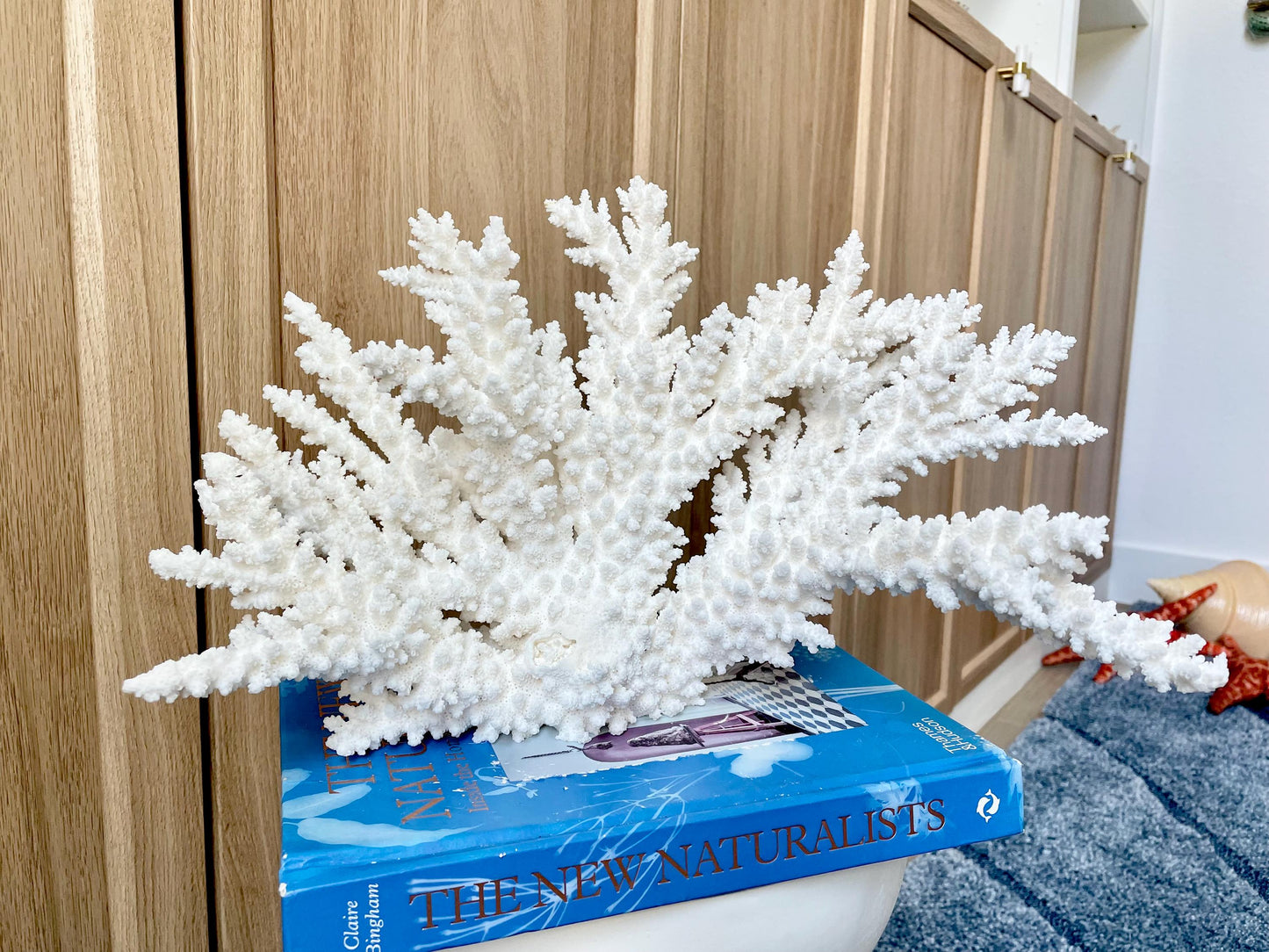 Branch Coral Fossil Specimen: 14.5" x 8.75"x 7" Coastal Beach House Décor