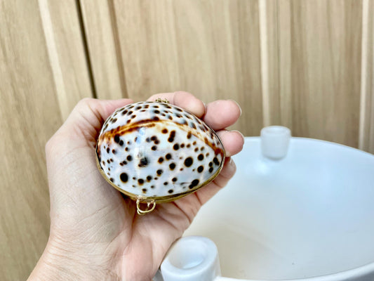 Shell Coin Purse Coastal Gift Box: Cowrie, Clam, Scallop Seashells