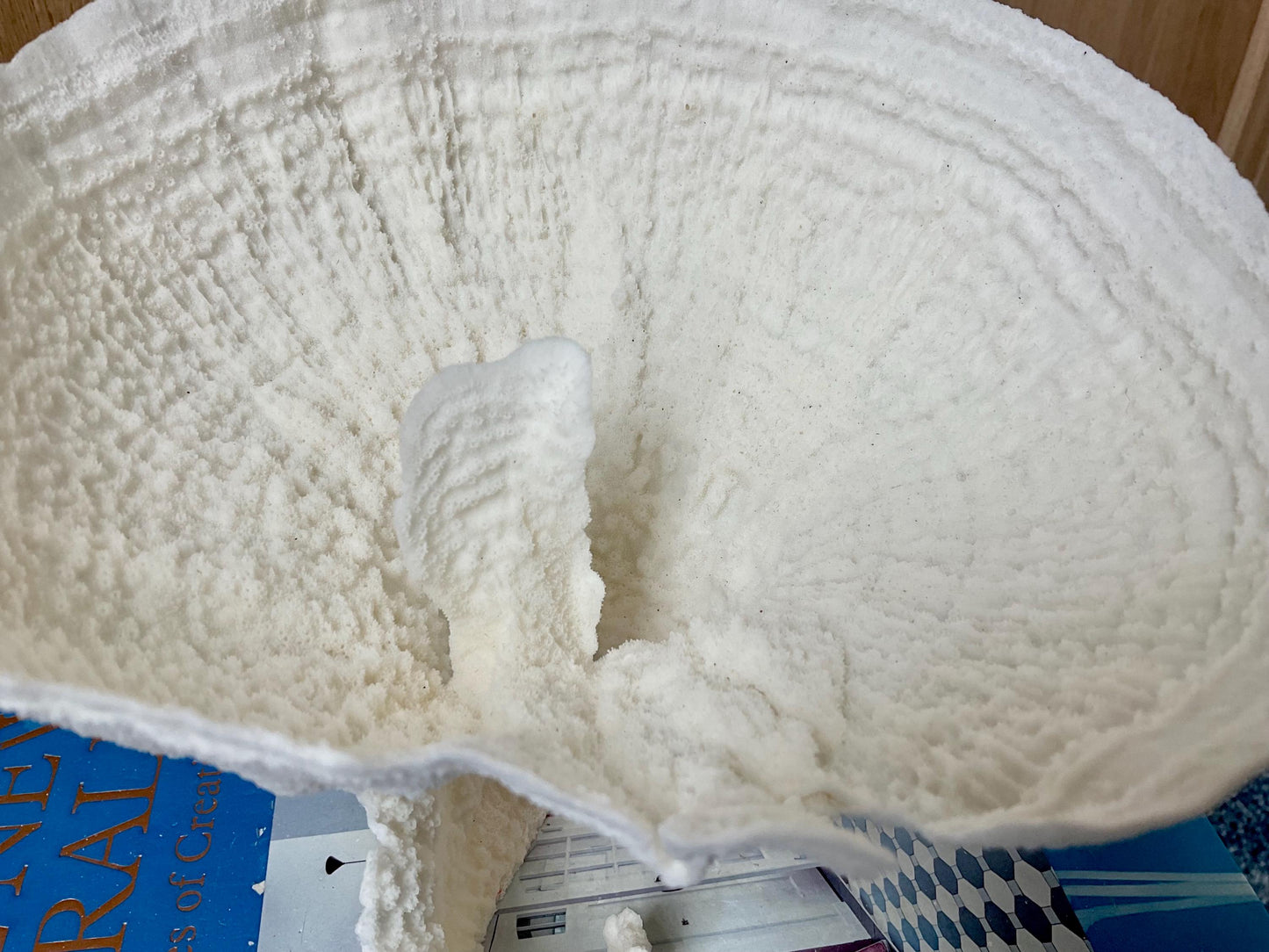 Natural Poca Coral Fossil: 7" x 6" x 6" Coastal Beach House White Décor