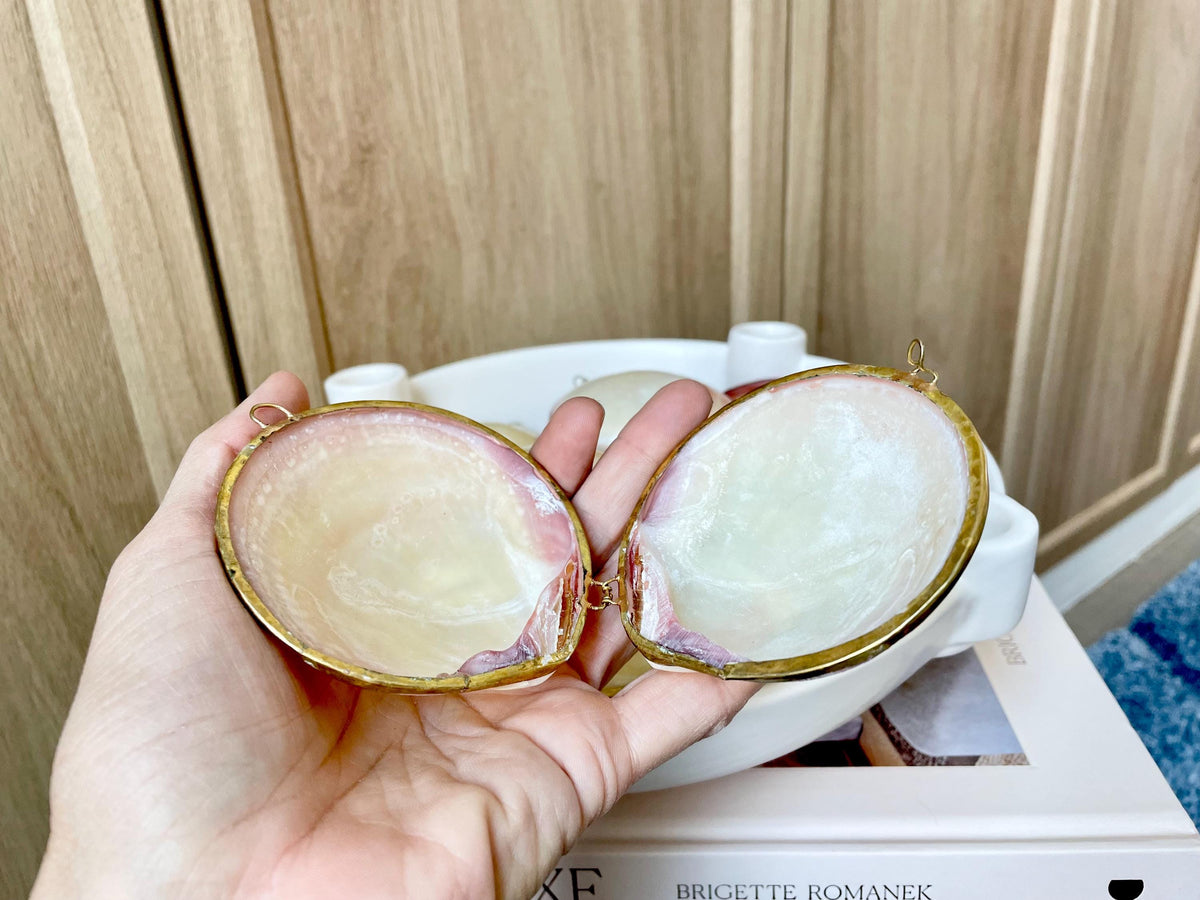 Shell Coin Purse Coastal Gift Box: Cowrie, Clam, Scallop Seashells