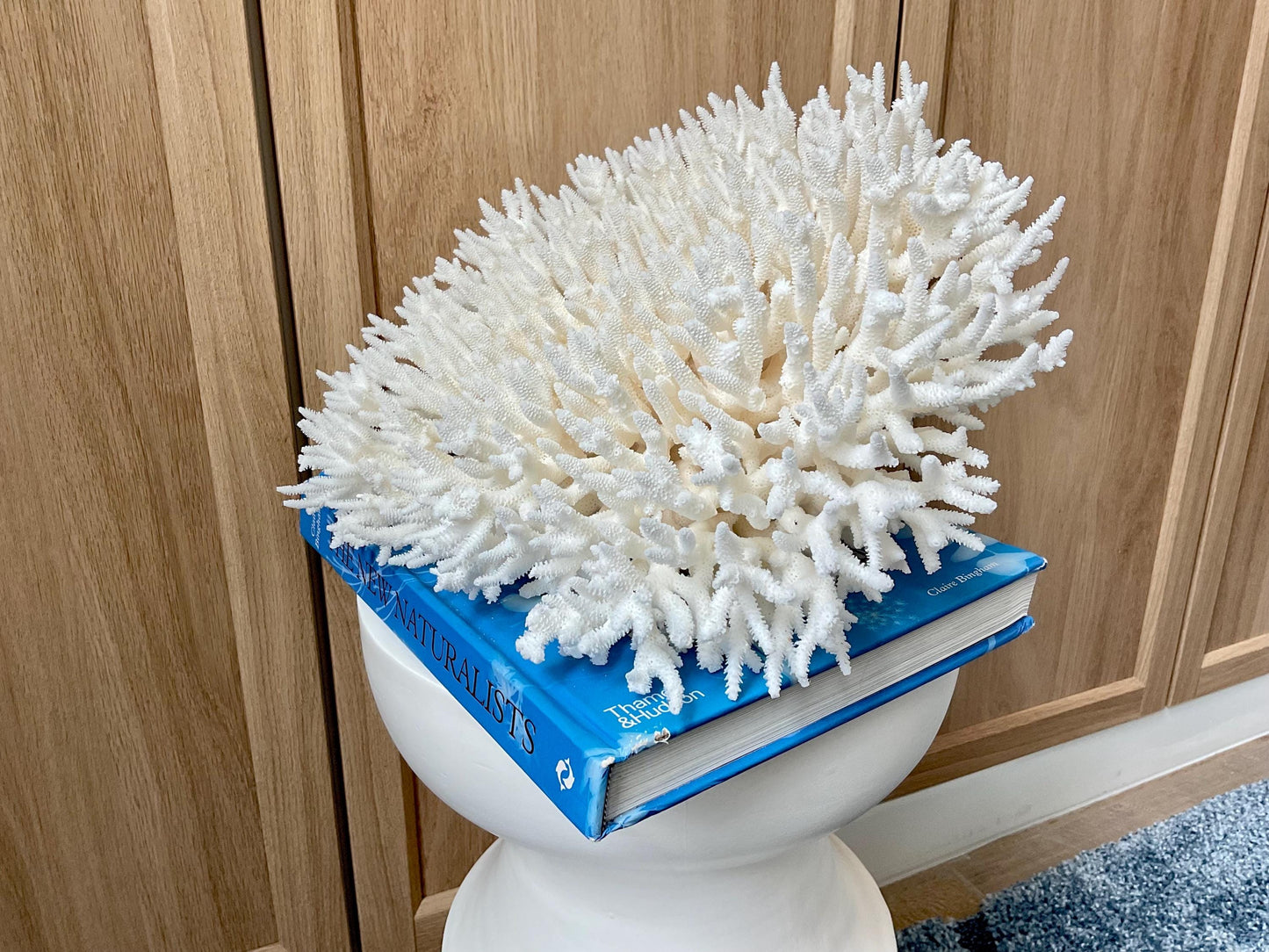 Natural TABLE CORAL 13" x 12" x 7" White Fossil Specimen Coastal Beach House Décor