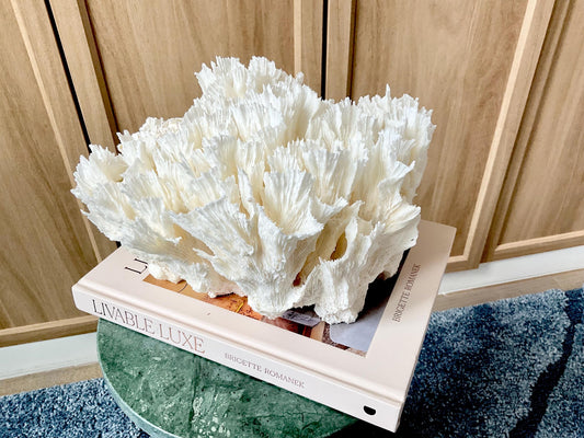 Natural Lettuce Coral Fossil: 11" x 10" x 7" Coastal Beach House White Décor
