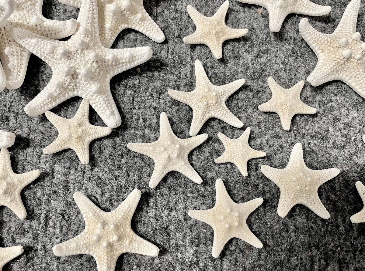 Knobby Starfish 1-10" *You Choose Size* White Crafts & Coastal Décor