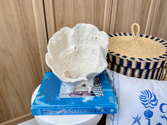 Natural Cup Coral Fossil: 8.5" x 6.5" x 9" Coastal Beach House White Décor