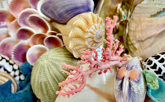 Pink Stylaster Coral Branches 1.5"-3.5" Pieces, You Choose Piece, Coastal Craft & Décor