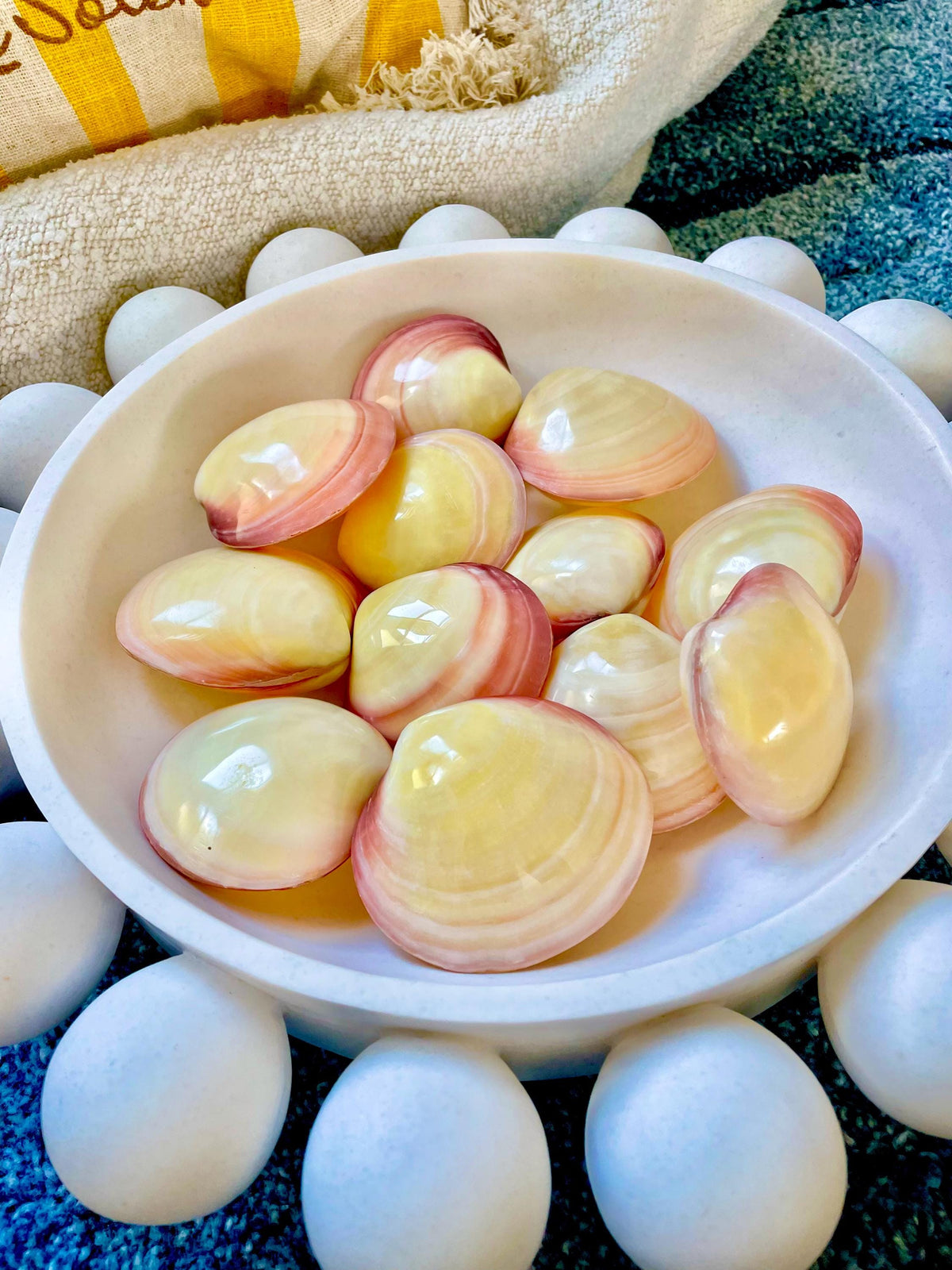Polished Yellow Pink Clam Shells, 3-3.5", You choose Quantity, Paired Shells Craft Seashells