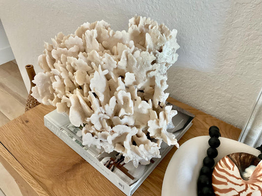 Beige Cactus Coral Fossil 16" x 12" x 9" XL Extra LARGE 100% Natural Specimen