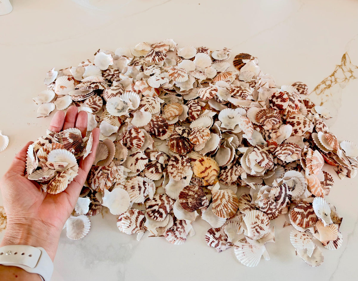 Pecten Tranquebaricus Scallop Shells: 1-2" Bulk 1 Kilo 225pc. Colorful Craft Seashells