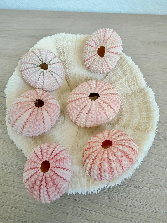 Handmade Pink Sea Urchin Ornaments: Set of 6, Natural Seashell Christmas Tree Decoration