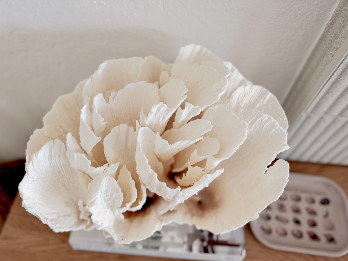 Natural Poca Coral Fossil: 12.75" x 10" x 8.75" Coastal Beach House White Décor