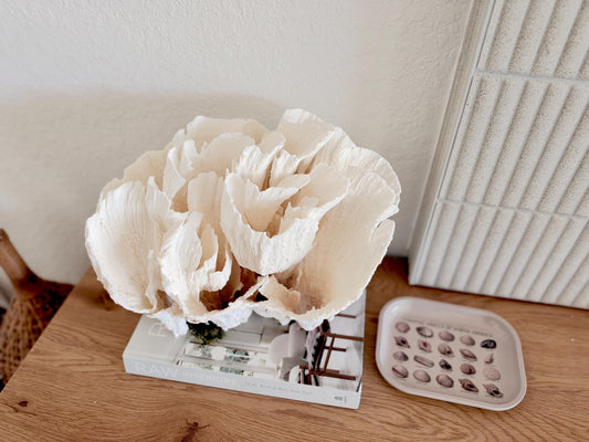 Natural Poca Coral Fossil: 12.75" x 10" x 8.75" Coastal Beach House White Décor