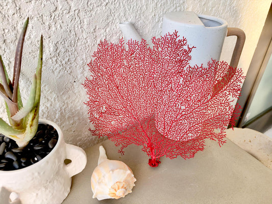 Red Sea Fan 10-16" *You Choose Size* Natural Hand Painted Coastal Décor