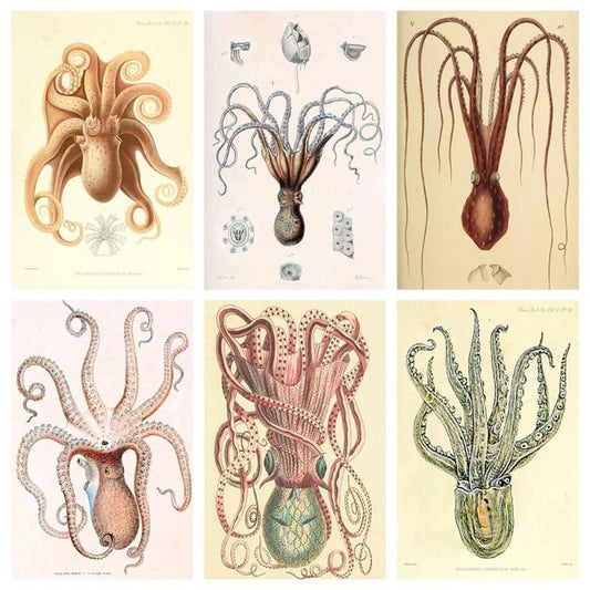 Vintage Octopus Decorative Matchboxes – Set of 6 – Coastal Home Décor & Nautical Gift