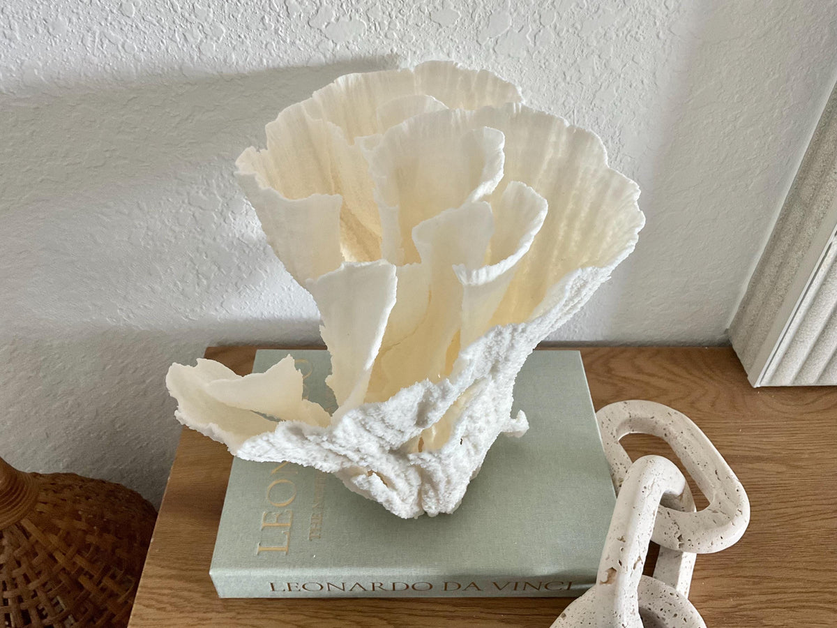 Natural Poca Coral Fossil: 11" x 10" x 9" Coastal Beach House White Décor