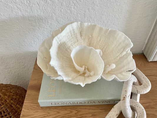 Natural Poca Coral Fossil: 11" x 8" x 7" Coastal Beach House White Décor