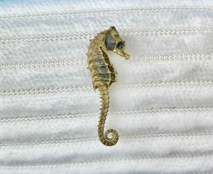 Miniature Preserved Seahorse, Real Specimen