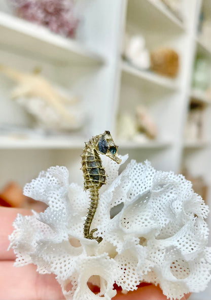 Miniature Preserved Seahorse, Real Specimen