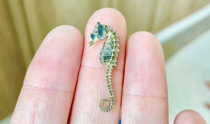 Miniature Preserved Seahorse, Real Specimen