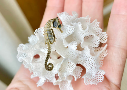 Miniature Preserved Seahorse, Real Specimen