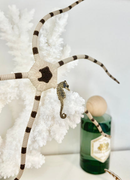 Miniature Preserved Seahorse, Real Specimen