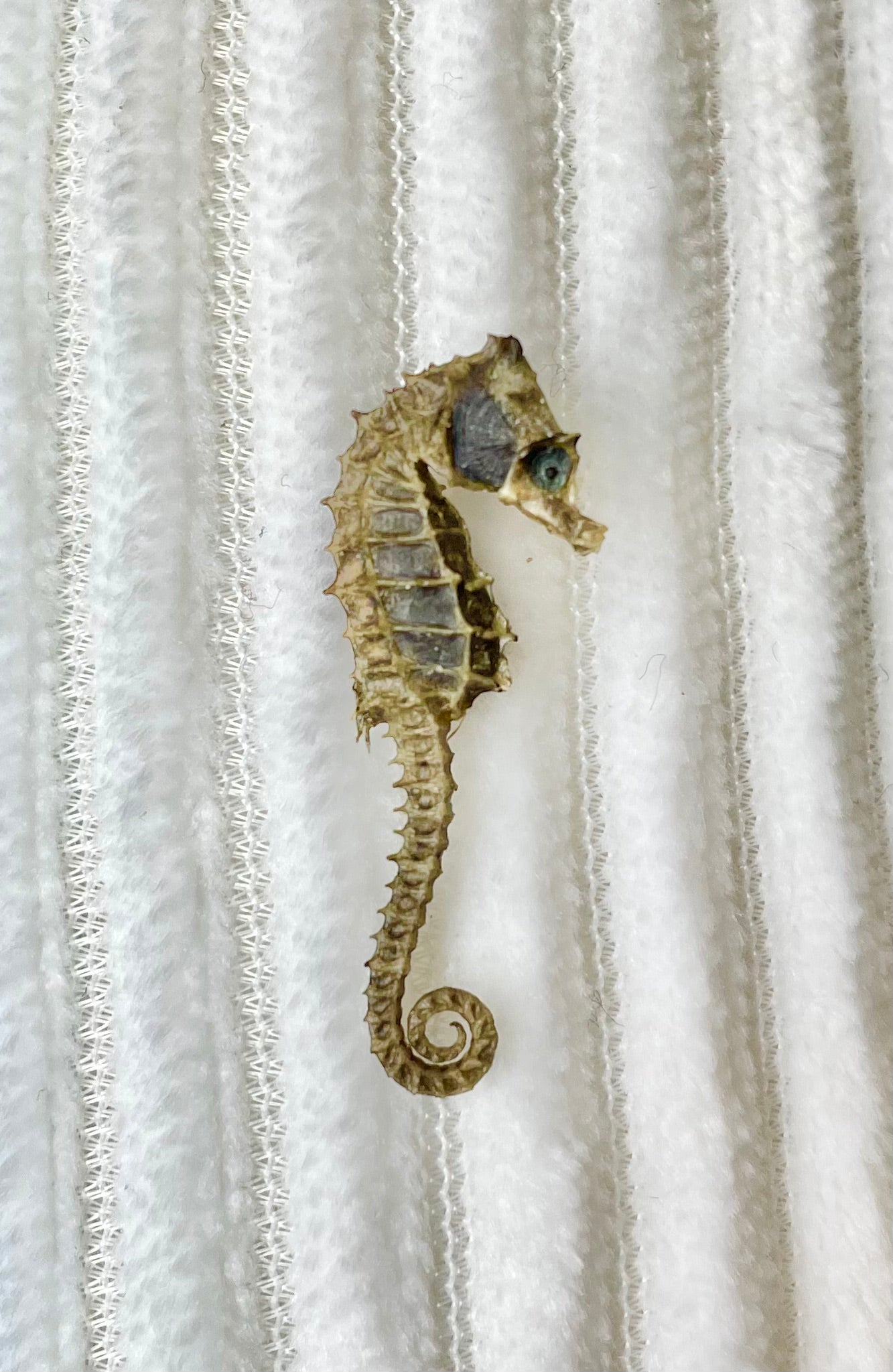 Miniature Preserved Seahorse, Real Specimen