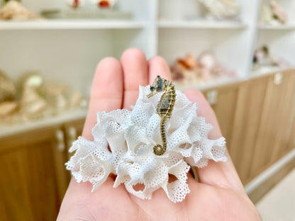 Miniature Preserved Seahorse, Real Specimen
