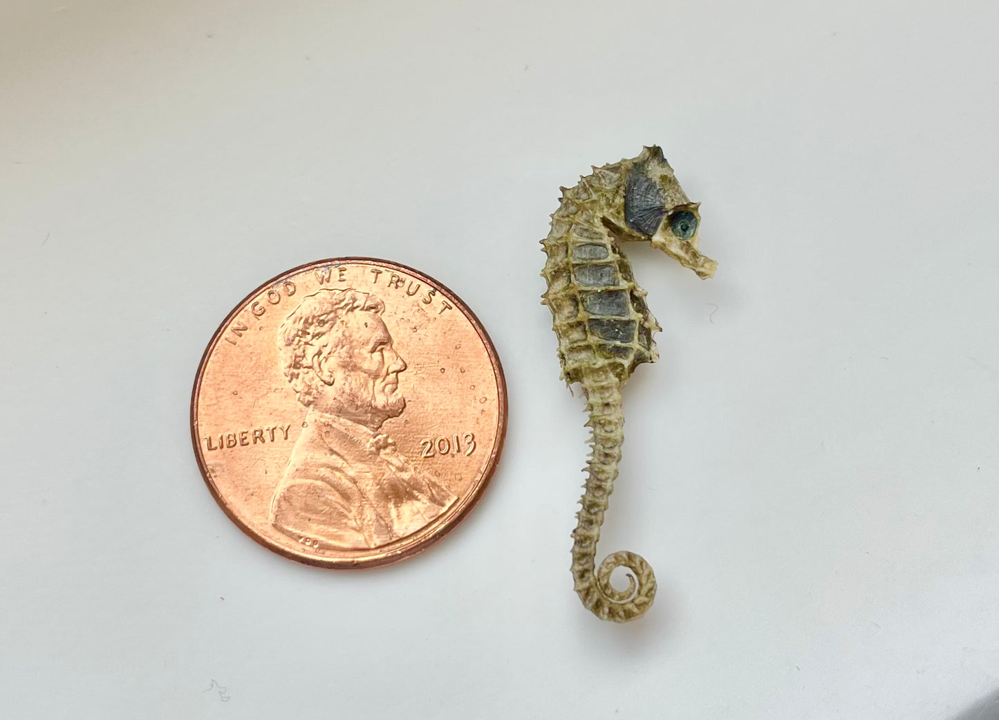 Miniature Preserved Seahorse, Real Specimen