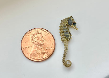 Miniature Preserved Seahorse, Real Specimen