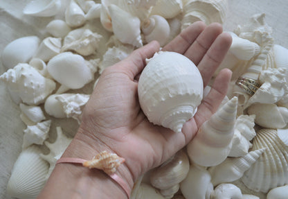 WHITE WEDDING SHELLS *You Choose Quantity* Assorted Types and Sizes .5-3" Craft Seashells Coastal Beach Home Décor Bulk