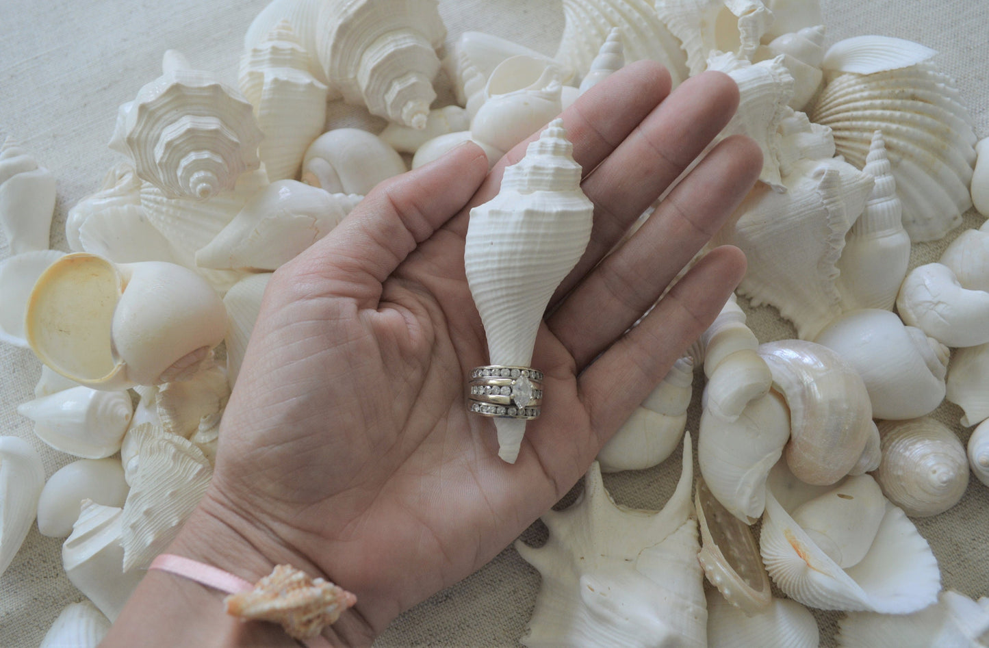 WHITE WEDDING SHELLS *You Choose Quantity* Assorted Types and Sizes .5-3" Craft Seashells Coastal Beach Home Décor Bulk