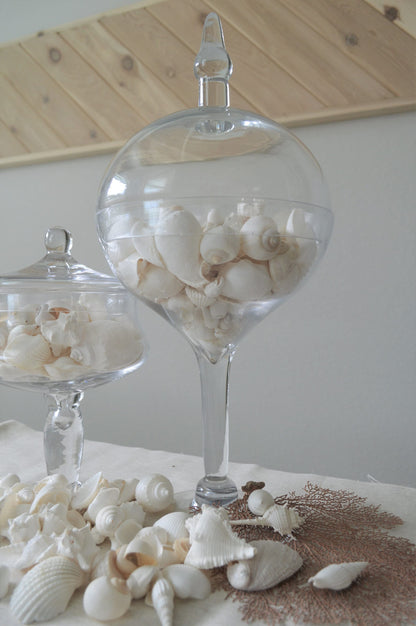 White Seashell Mix, Assorted Coastal Shells Beach Wedding Décor