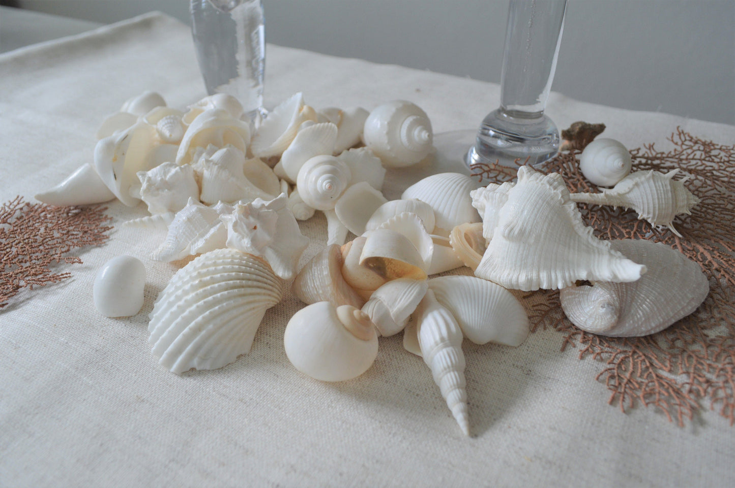 WHITE WEDDING SHELLS *You Choose Quantity* Assorted Types and Sizes .5-3" Craft Seashells Coastal Beach Home Décor Bulk