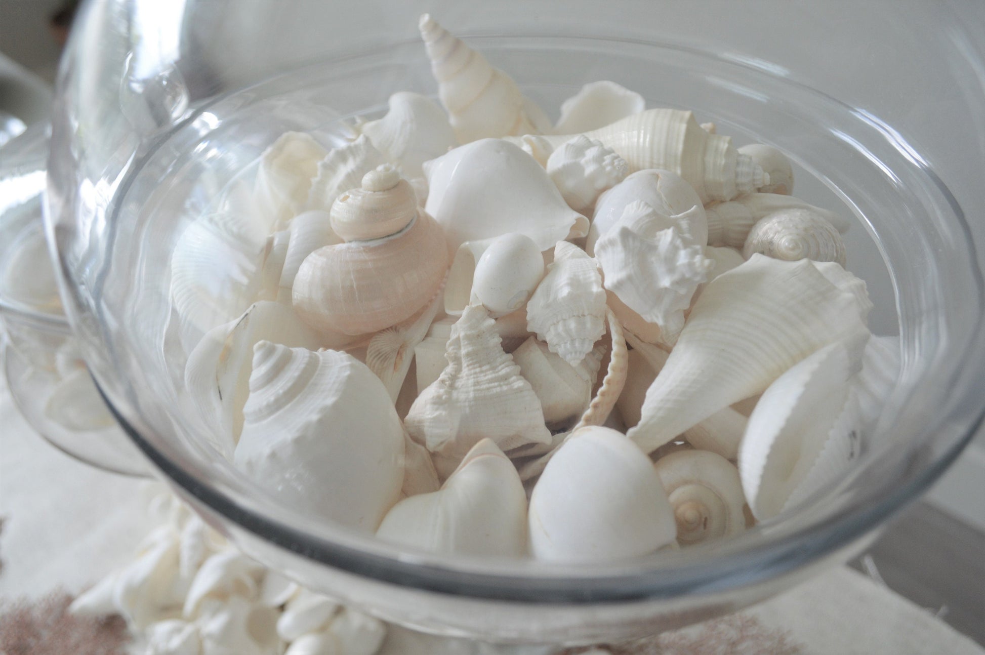 WHITE WEDDING SHELLS *You Choose Quantity* Assorted Types and Sizes .5-3" Craft Seashells Coastal Beach Home Décor Bulk