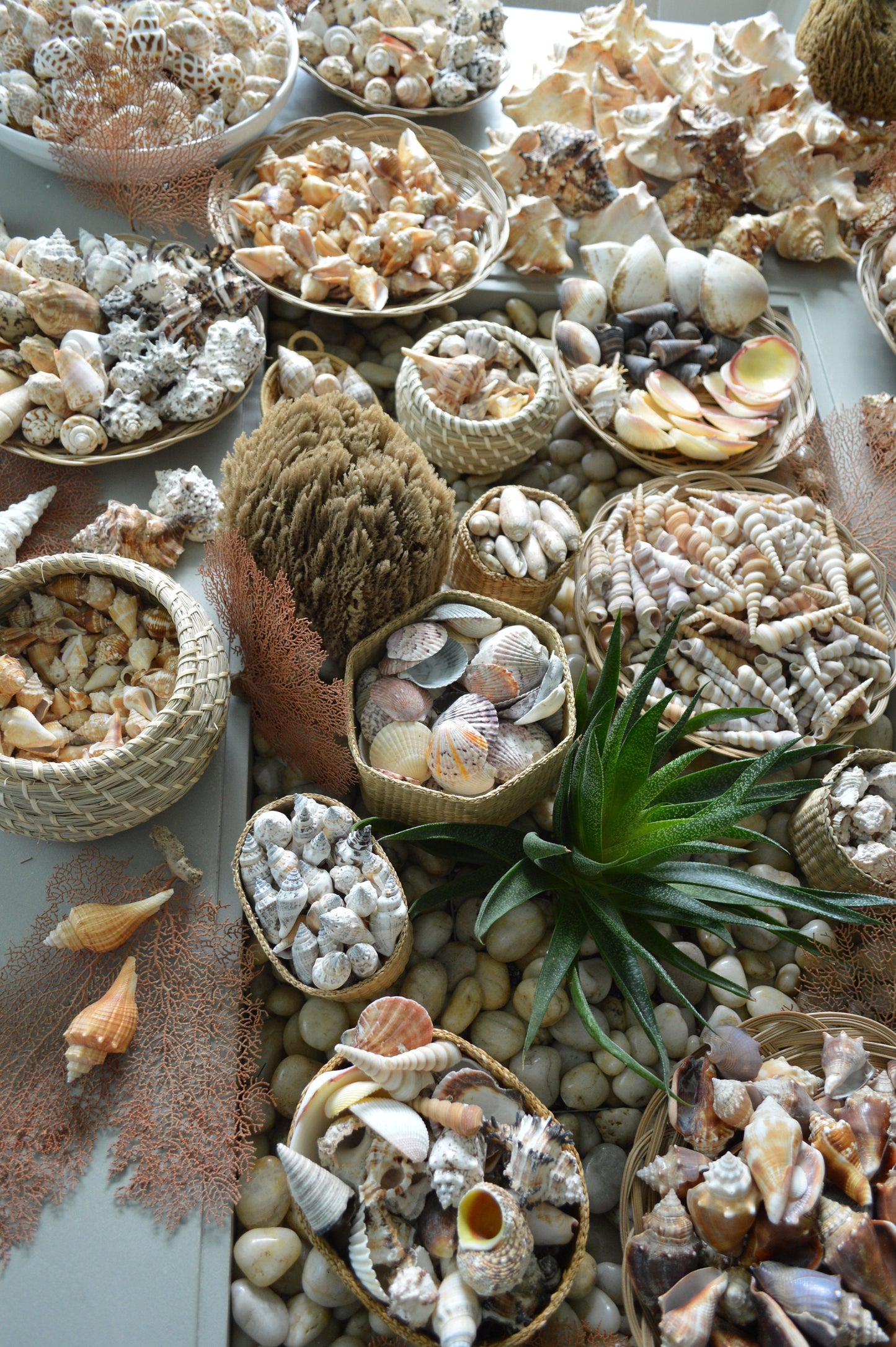 LETS GO SHELLING! Mixed Sanibel & Captiva Florida Beach Handpicked All Sizes Natural Seashells Shells Great for Crafting Coastal Home Décor