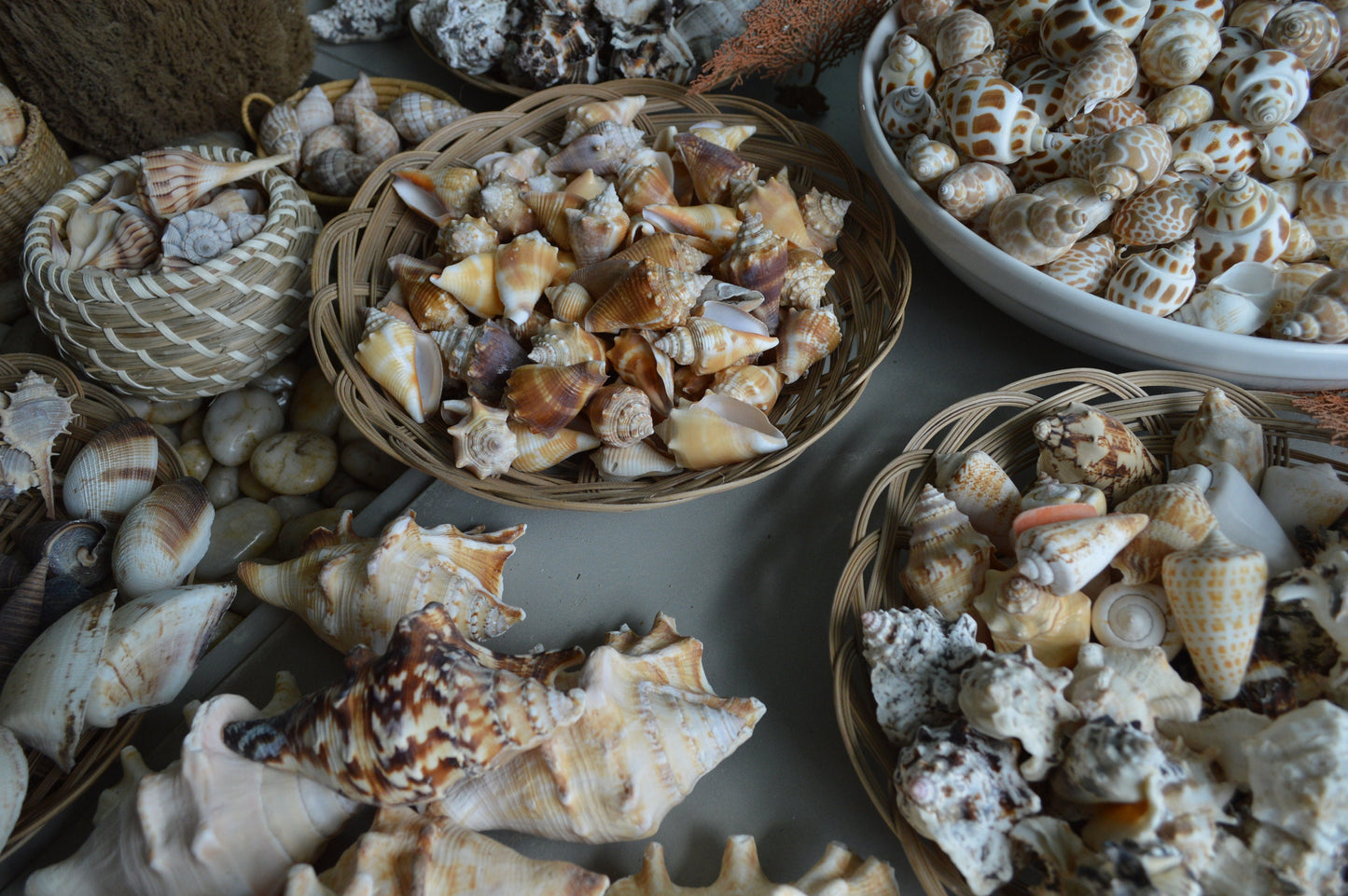 LETS GO SHELLING! Mixed Sanibel & Captiva Florida Beach Handpicked All Sizes Natural Seashells Shells Great for Crafting Coastal Home Décor